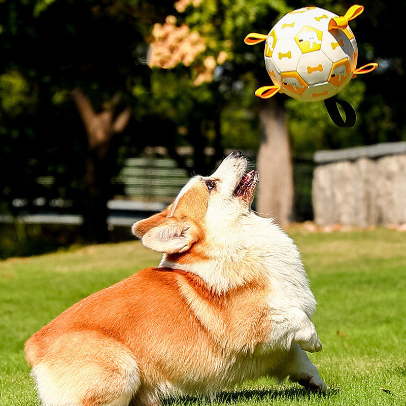Unleash the Fun with the Dog Outdoor Toy Molar!